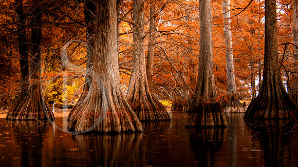 BAYOU'S FALL