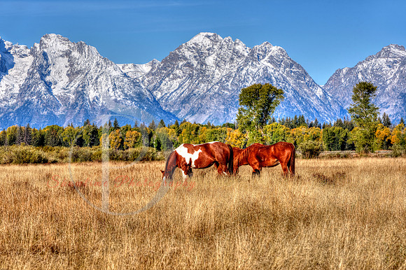 Teton Horses, Jackson Hole Wyoming